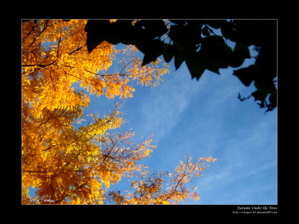 Autumn Under the Trees