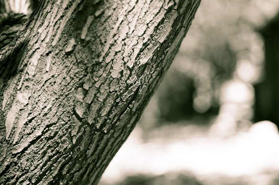 Bark Detail