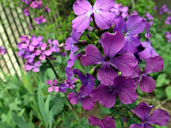 Lunaria Annua - Pascha