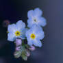 Forget-me-not