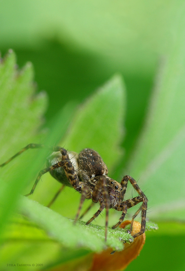 Spider in the wild