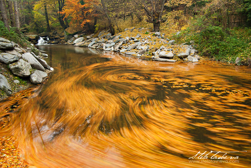 The Whirlpool