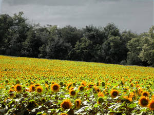 Sun flower field