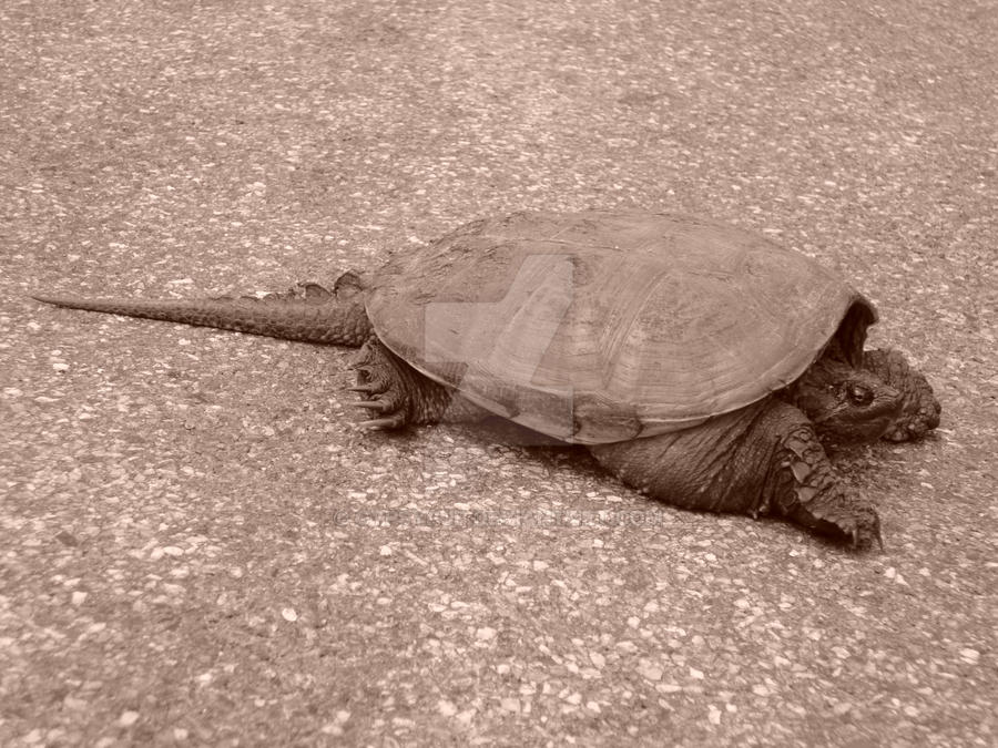 Snapping Turtle by GypsyPup on DeviantArt