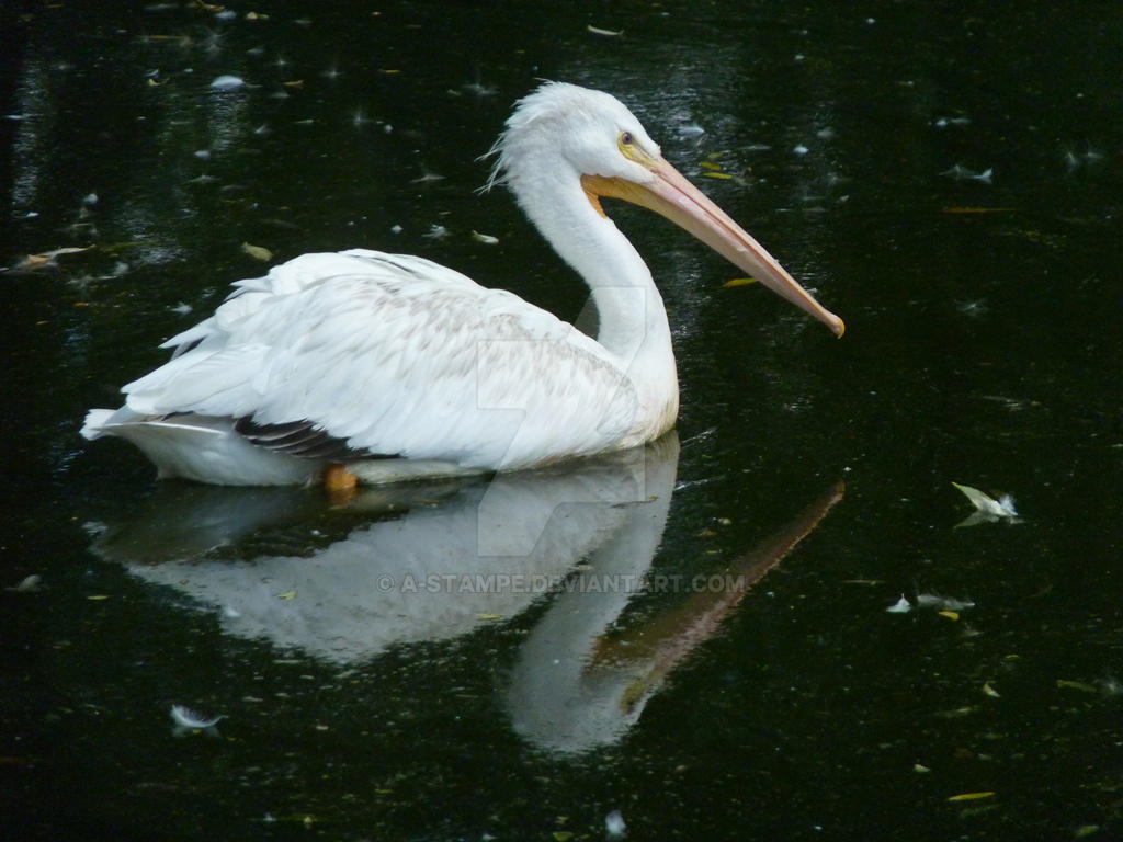 Pelican with reflection