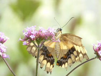 Tattered Beauty