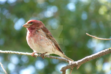 Male Purple finch