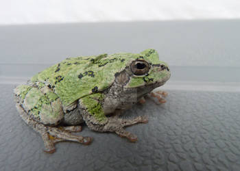 Green Tree Frog