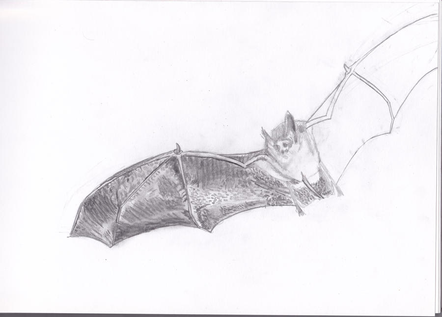 Bat WIP