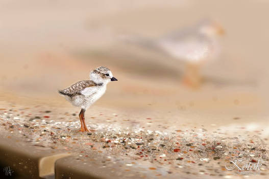 little gull