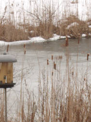 Birdhouse Watching Over Pond