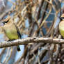 Waxwings