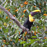 Toucan Loves Fruit