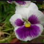 white-purple flower