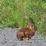 Bunny photo I took