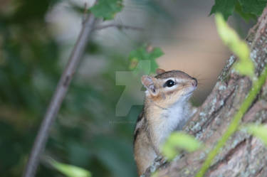 Chipmunk Fading Eastern Chipmunk - 106 4105 by Ajpunisher on DeviantArt