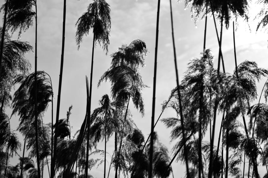 northern palm trees.