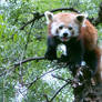 + Red Panda +