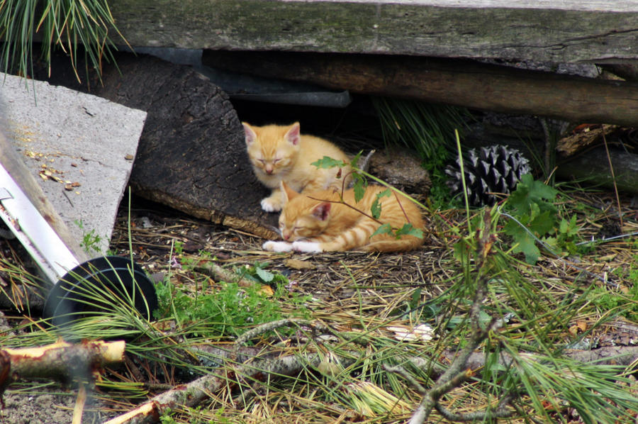 Sleeping Kittens