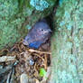 Juvenile Eastern Bluebird