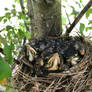 Baby American Robins