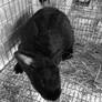 R.I.P. Shadow