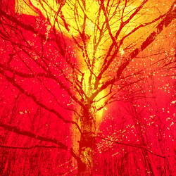 Ignis Fidei (Faith's Fire)