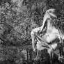 Immersed in the Spirit of the Wood