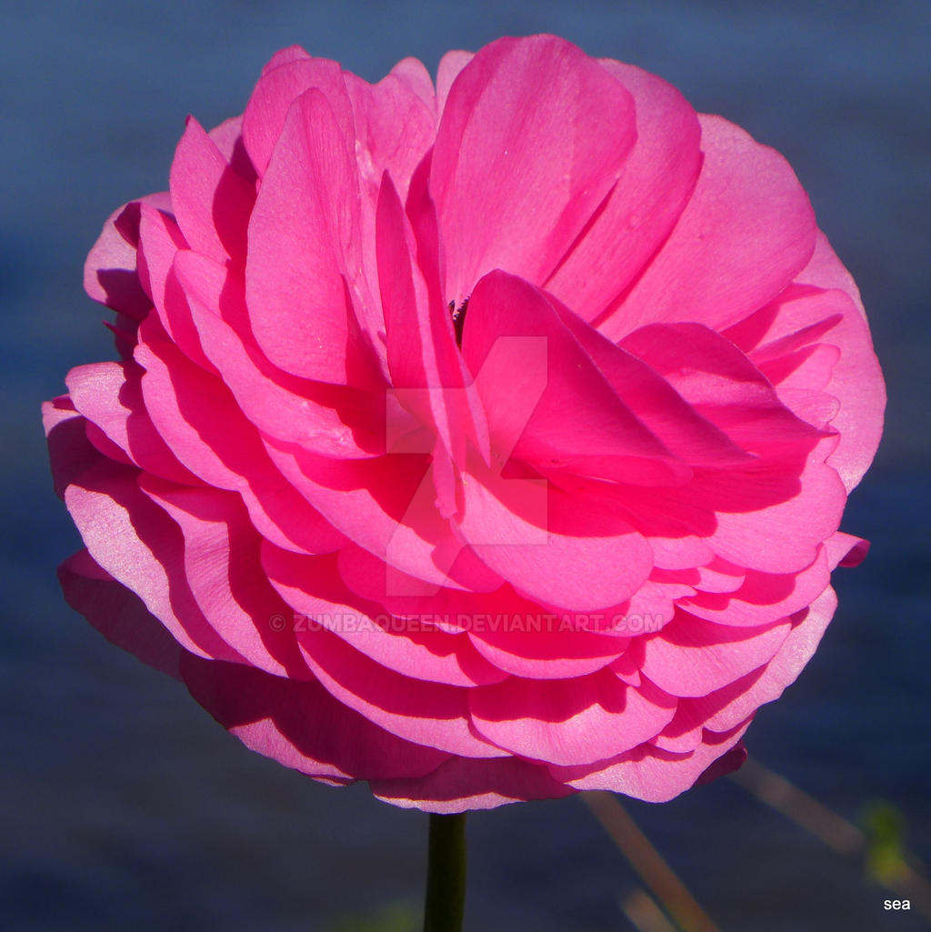 Windblown Pink Petals