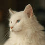 Big white cat