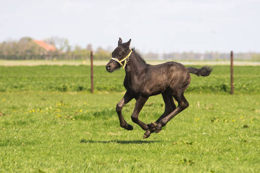 Fast little stallion