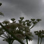 Stormy Skies Through the Flowers