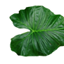 Leaf PNG (no Shadow)