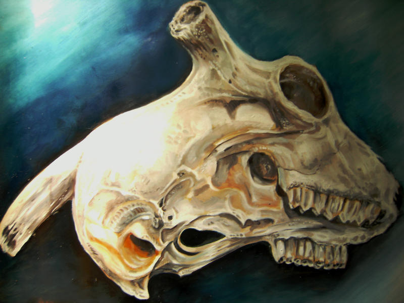 Lamb Skull Study By Artelo On DeviantArt lamb-skull-study-by-artelo-on-deviantart