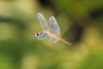 Dragonfly flies by Dinamicasso
