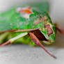 MacroWorld: Green Moth