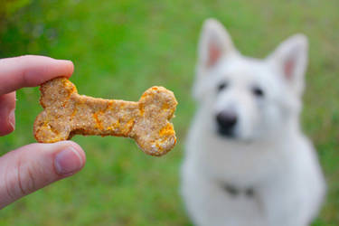 Dog Food Ad Photo