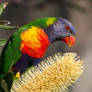 Rainbow Lorikeet