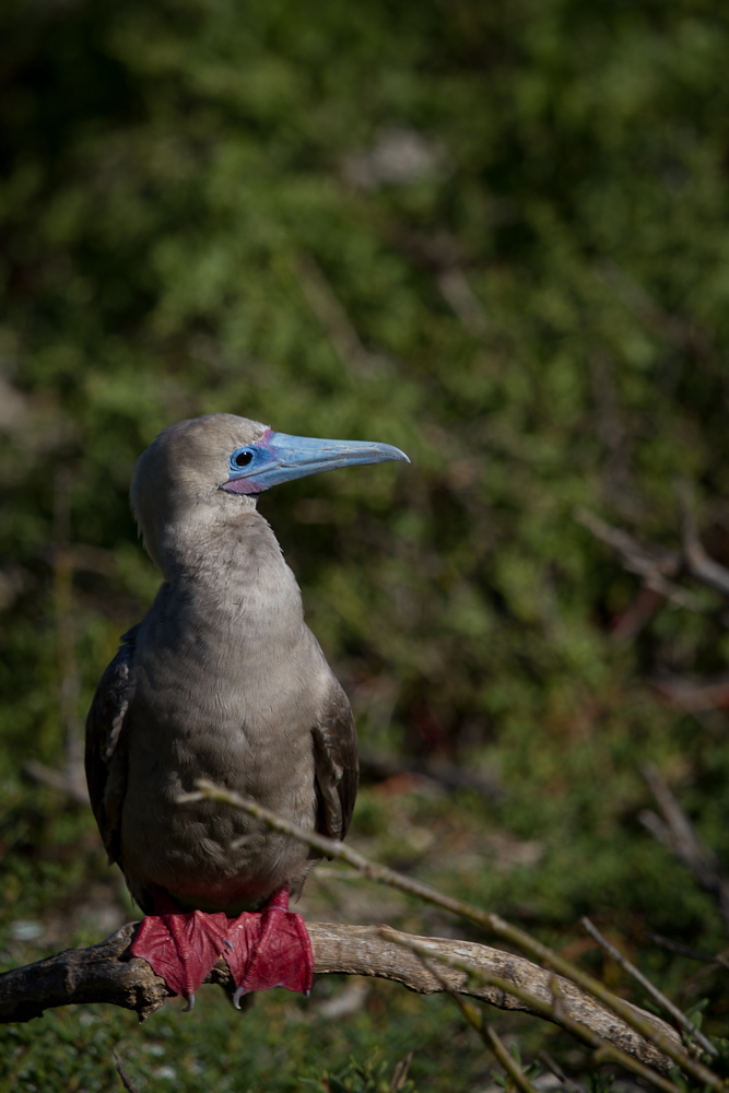 Red-footed booby