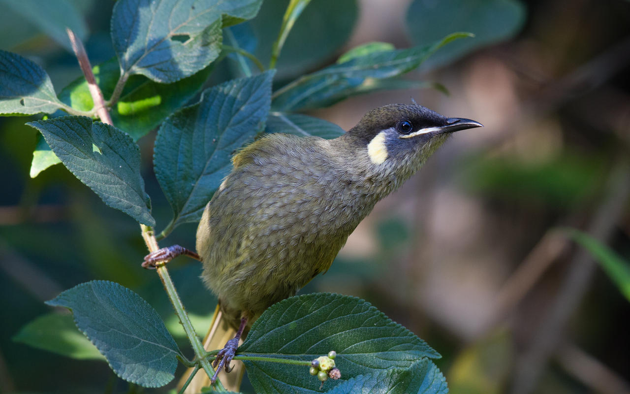 Lewin's Honeyeater