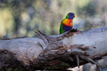 Rainbow Lorikeet