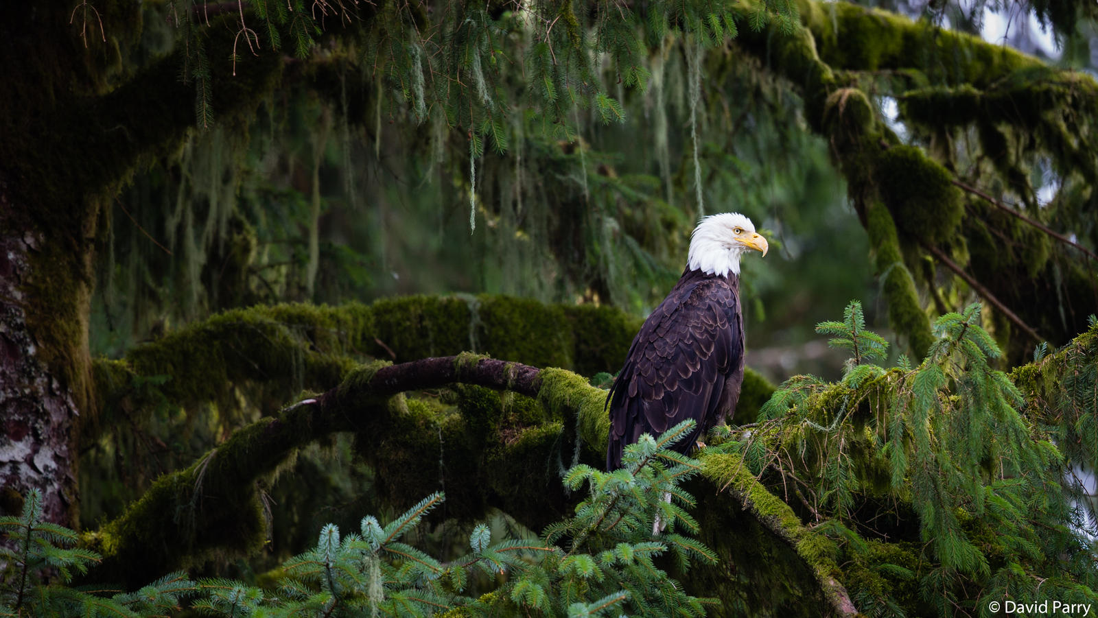 Bald Eagle