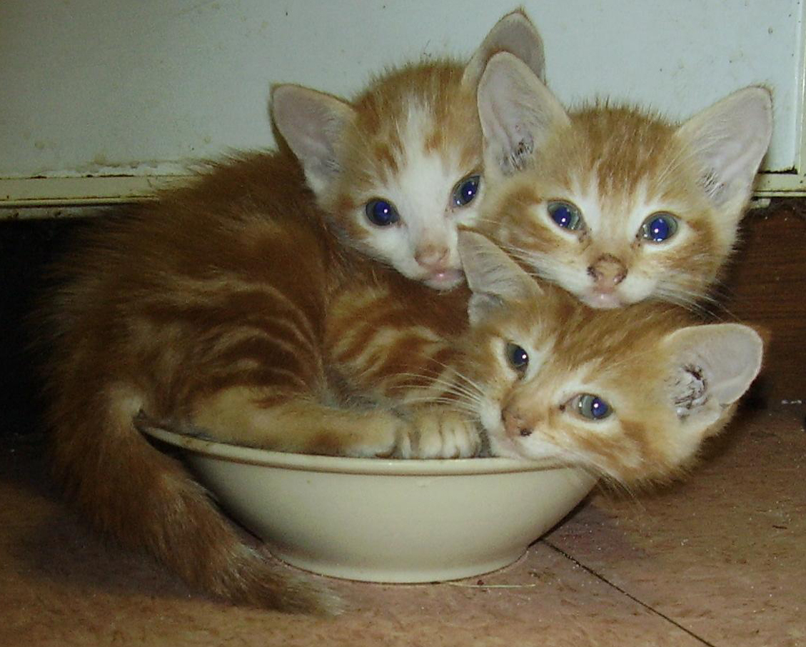 Three Headed Kitty by Dyvyan on DeviantArt Three Headed Kitty by Dyvyan on DeviantArt