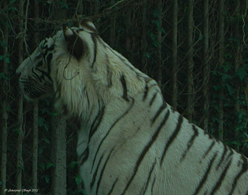 White Tiger