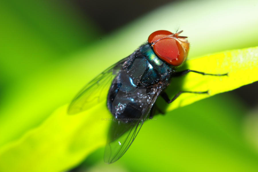Bhinga Bug bug by adskarandana on DeviantArt