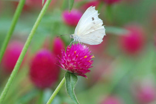 Cabbage White Butterfly