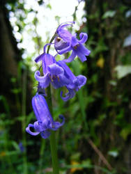 Hyacinthoides non-scripta