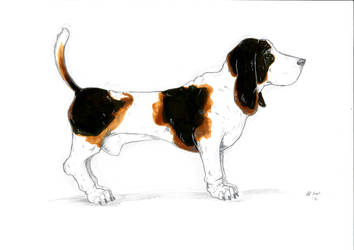 basset