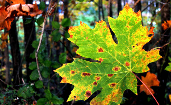 Fall Leaf