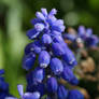 grabe hyacinth2